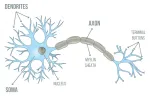 Neurons Lab company logo