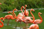 Flamingo company logo