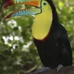 TOUCAN CRAFT BEER BREWERY company logo