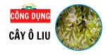 Công Ty Cổ Phần Quốc Tế Cây Ô Liu company logo